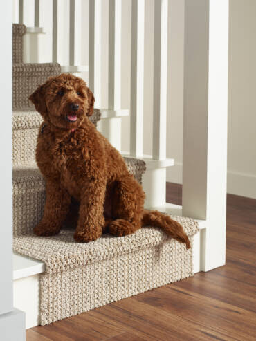 KITCHEN STAIRS DOG. Wood lux 2003 THE HIGHLANDS . Montreal 8574 Elk Point